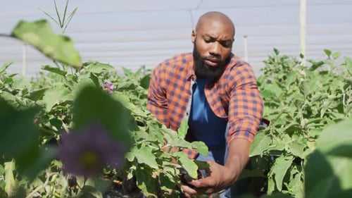 Video of african american man checking plants in greenhouse