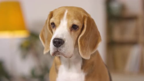 Adorable Beagle Dog in Close Up