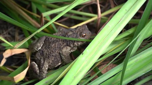 eine Kröte kriecht im Gras