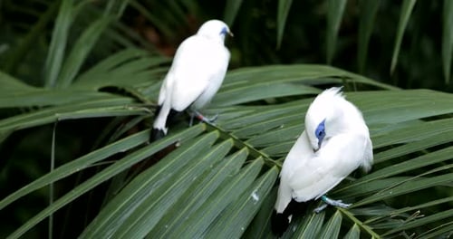 Two White Birds on Palm Frond in Tropics