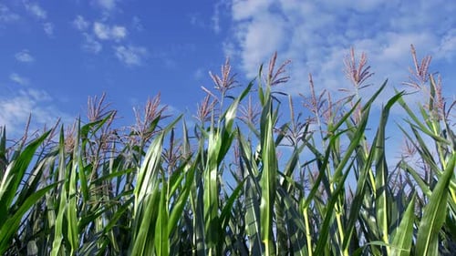 Corn