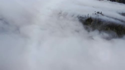 Cloud and forest aerial view