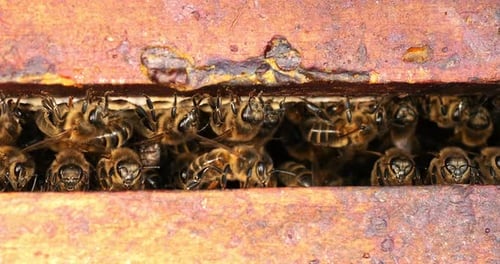 |European Honey Bee, apis mellifera, Bee Space, Bee Hive in Normandy, Real Time 4K
