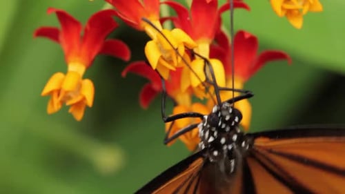 Monarch Butterfly Sipping Nectar from Tropical Flowers