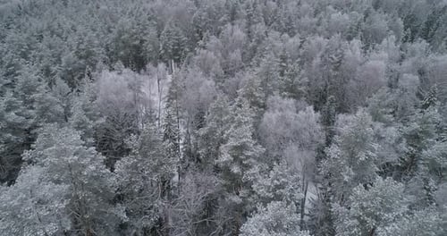 Winter Landscape with Forest