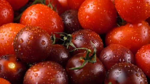 Kirschtomaten auf schwarzem Hintergrund in Wassertropfen.