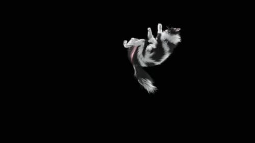 Katze HD