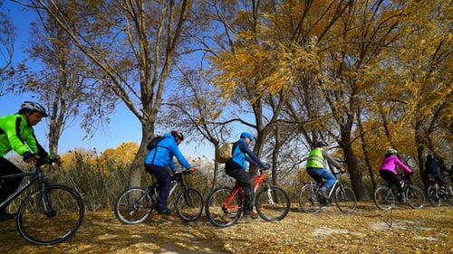 Autumn Park Bicycles