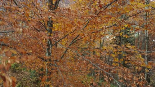 Autumn forest trees yellow and red foliage