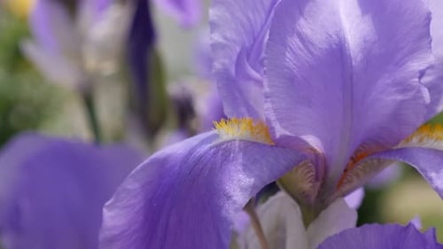 Beautiful purple Iris germanica flower plant shallow DOF 4K 3840X2160 30fps UltraHD footage - Shal