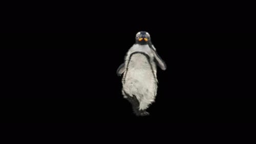 3D Animated Penguin Character Dancing Funny Loop
