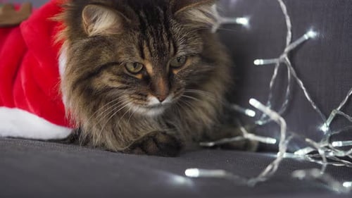 Close Up Portrait of a Tabby Fluffy Cat Dressed As Santa Claus Lies on a Background of Christmas