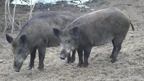 Wildschweine im Wald