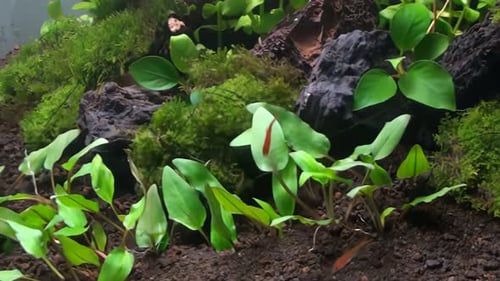 Concept 15-A1 View of School of Fish in Aquarium