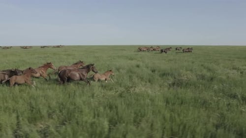 Wild Horses Running Dust From Under the Hooves