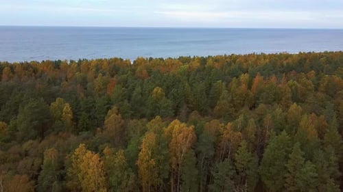 Coastal Defence Batteries at Olmani, Latvia. Military Heritage. Aerial Dron Shot.