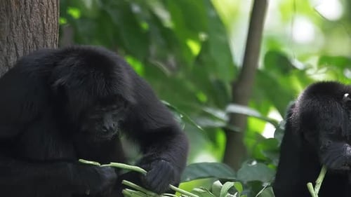 Black Primates Feeding in Tropical Forest