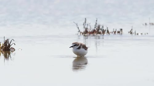 Small Bird in Shallow Water River or Lake An Animal in Its Natural Habitat Nature Wildlife Safari