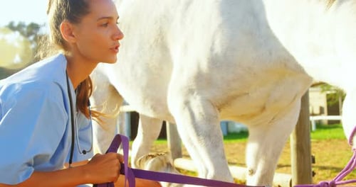 Woman Veterinarian Examines White Horse in Rural Setting