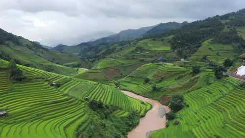 Aerial top view of fresh paddy rice terraces. Agricultural fields in Vietnam