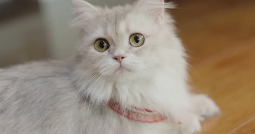 Close Up of Fluffy White Cat Indoors