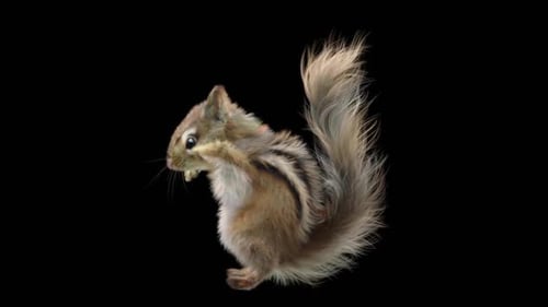 Chipmunk: Tanzen HD
