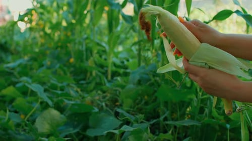 Hands Peeling Fresh Corn on the Cob