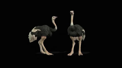 Realistic Animated Ostriches Preening and Flapping Wings on Alpha Channel