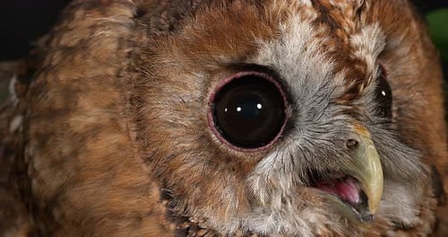 Eurasian Tawny Owl, strix aluco, Portrait of Adult, Normandy, Real Time 4K