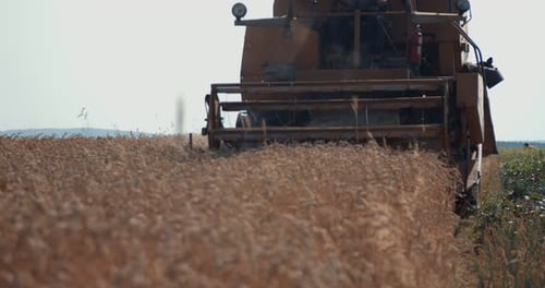 Combine Harvesting Wheat Crop in Sunny Field