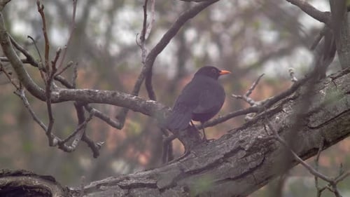 Mittlere Zeitlupenaufnahme einer Amsel, die auf einem dicken Ast sitzt, ihr Rücken leicht gedreht ist und knabbert
