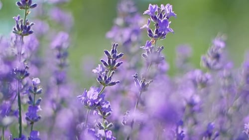 Close-up View of Beautiful Lavender Flowers Blooming