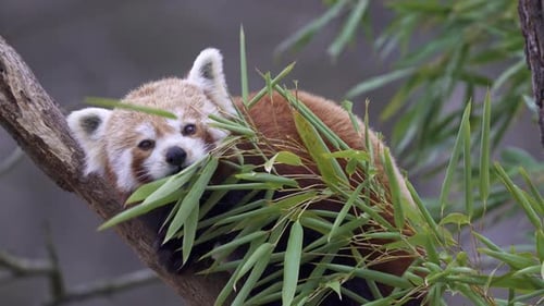Red Panda Eats Bamboo on Tree Branch