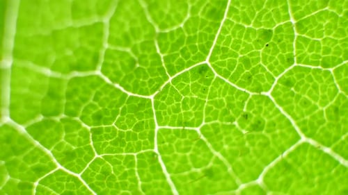 Green Leaf Analysis