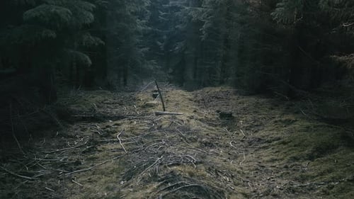 El cementerio de árboles
