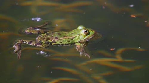 Close up shot of wild frog relaxing on water surface during sunny day in pond.