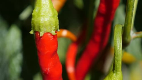 Piments forts frais rouges d'automne sur des vignes 4K 2160p 30 images par seconde, vidéo d'inclinaison UltraHD - Piment rouge