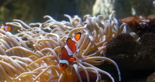 Clownfish Swimming Among Anemones in Coral Reef