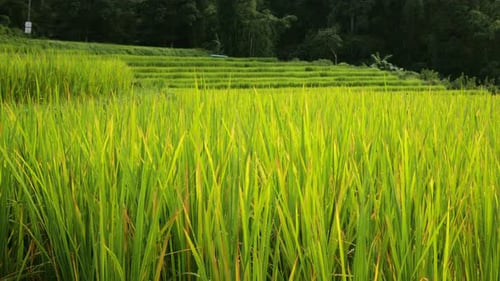 Green Rice