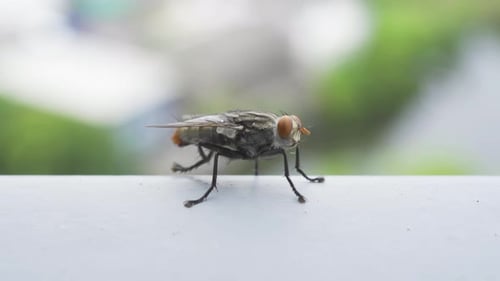 Close up of a fly with wings and legs isolated on grey background. A black insect, Animal bug.