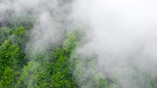 Coniferous Wet Dense Forest From a Aerial Bird's Eye View