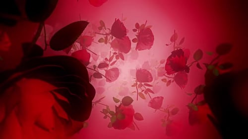 Rose 02 Hd
