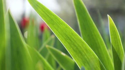 Wachstum der grünen Botanik im Frühling | FullHD-Naturvideo
