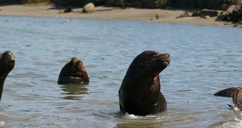 Sea lions