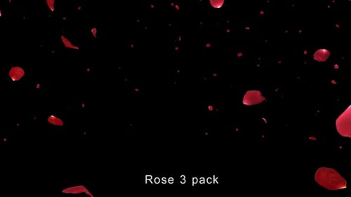 Rose 4K