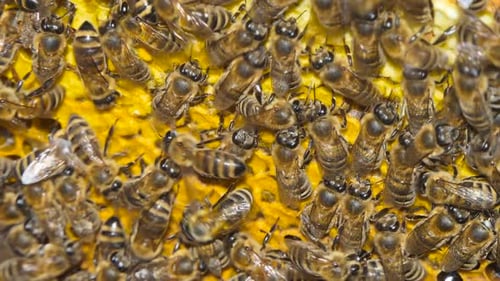 Bees