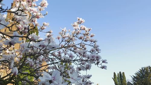 Magnolia tree with flowers