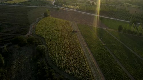 Harvesting Sunflowers Growing in a Farmer's Field
