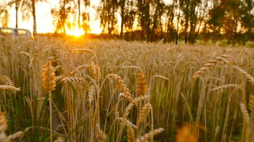 Sunset on the Field with Yellow Wheat