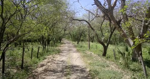 POV view of a country road and trees.